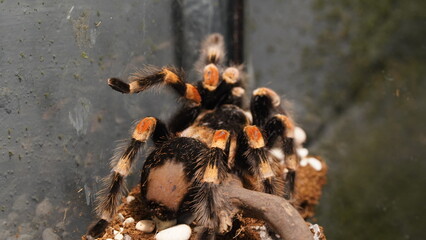 Brachypelma hamorii is renowned for its striking appearance. It typically has a dark black body with vibrant orange-red setae (hairs) covering its abdomen and legs|墨西哥紅膝蜘蛛