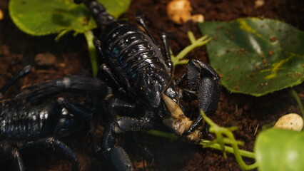 Asian forest scorpions are large and robust compared to many other scorpion species. They typically...
