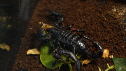 Asian forest scorpions are large and robust compared to many other scorpion species. They typically...