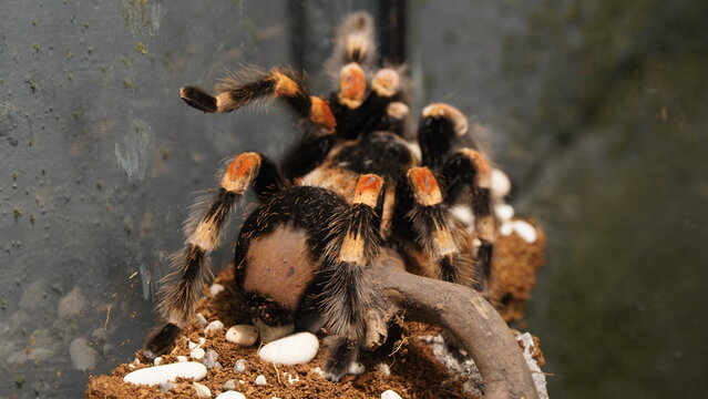 Brachypelma hamorii is renowned for its striking appearance. It typically has a dark black body with vibrant orange-red setae (hairs) covering its abdomen and legs|墨西哥紅膝蜘蛛