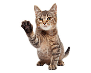 Obraz premium shorthair cat on white transparent background