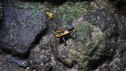 Phyllobates vittatus, commonly known as the striped poison dart frog or bumblebee poison frog, is a species of poison dart frog native to Central America, specifically found in Nicaragua |箭毒蛙