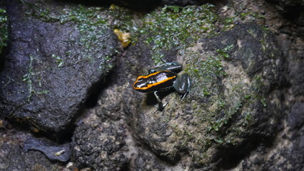 Phyllobates vittatus, commonly known as the striped poison dart frog or bumblebee poison frog, is a species of poison dart frog native to Central America, specifically found in Nicaragua |箭毒蛙
