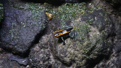 Phyllobates vittatus, commonly known as the striped poison dart frog or bumblebee poison frog, is a species of poison dart frog native to Central America, specifically found in Nicaragua |箭毒蛙