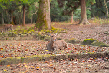 Obraz na płótnie Canvas Deer in Nara park, Japan. Animal