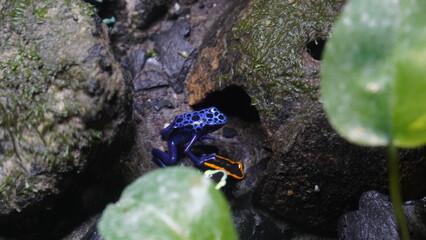 Dendrobates azureus, commonly known as the blue poison dart frog or azureus dart frog, is a species of poison dart frog native to the rainforests of Suriname and adjacent areas of Brazil.|藍箭毒蛙