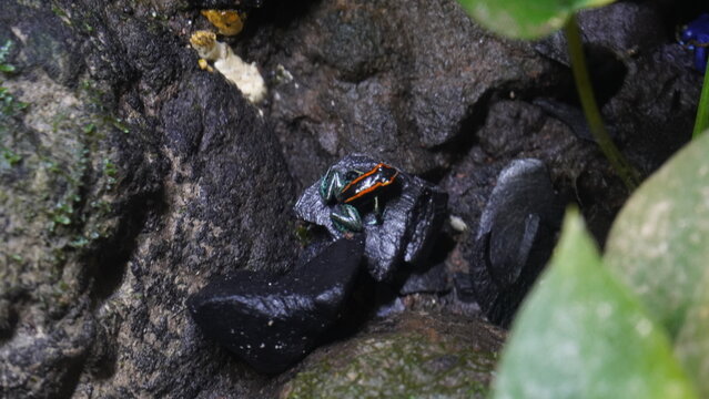 Phyllobates vittatus, commonly known as the striped poison dart frog or bumblebee poison frog, is a species of poison dart frog native to Central America, specifically found in Nicaragua |箭毒蛙