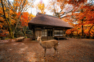 Deer in Nara park, Japan. Animal - 760241719