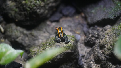 Phyllobates vittatus, commonly known as the striped poison dart frog or bumblebee poison frog, is a species of poison dart frog native to Central America, specifically found in Nicaragua |箭毒蛙