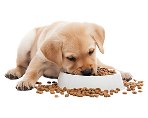 puppy eating food in bowl on white transparent background