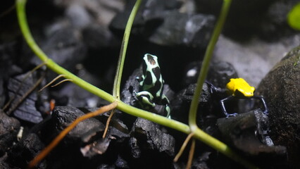 Dendrobates auratus, commonly known as the Green and Black Poison Dart Frog, is a species of poison...