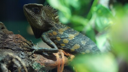 Chameleons or chamaeleons (family Chamaeleonidae) are a distinctive and highly specialized clade of Old World lizards with 200 species described as of June 2015.|變色龍