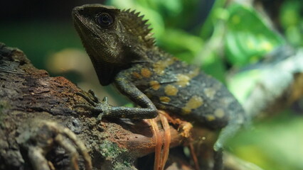 Chameleons or chamaeleons (family Chamaeleonidae) are a distinctive and highly specialized clade of Old World lizards with 200 species described as of June 2015.|變色龍