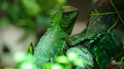 Chameleons or chamaeleons (family Chamaeleonidae) are a distinctive and highly specialized clade of...