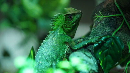 Chameleons or chamaeleons (family Chamaeleonidae) are a distinctive and highly specialized clade of Old World lizards with 200 species described as of June 2015.|變色龍