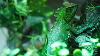 Chameleons or chamaeleons (family Chamaeleonidae) are a distinctive and highly specialized clade of Old World lizards with 200 species described as of June 2015.|變色龍