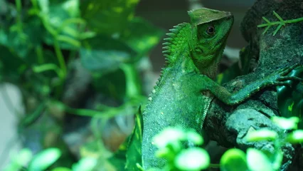  Chameleons or chamaeleons (family Chamaeleonidae) are a distinctive and highly specialized clade of Old World lizards with 200 species described as of June 2015. 變色龍 © Jimmy