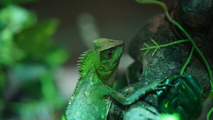 Chameleons or chamaeleons (family Chamaeleonidae) are a distinctive and highly specialized clade of Old World lizards with 200 species described as of June 2015.|變色龍