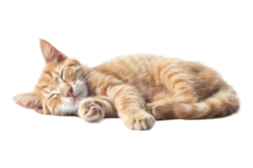 Sleeping cat on white on white transparent background