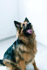 A portrait of an attentive German Shepherd dog looking upwards, with a sense of anticipation