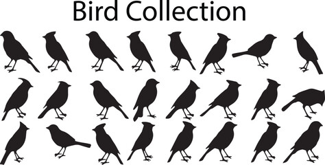 A Set of Silhouette Bird Collection Vector illustration.