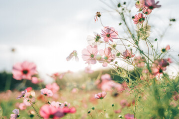 コスモスと光差す空
