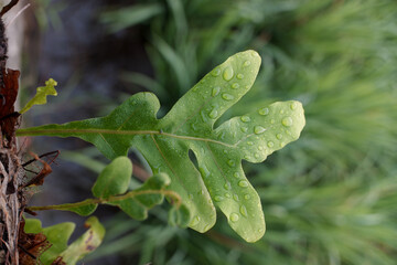 Green leaves of the gambel oak plant or Quercus gambelii on a wall background.