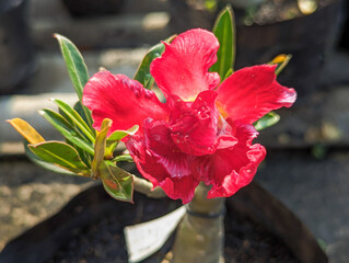 A pink flower from an adenium plant in the yard of the house.