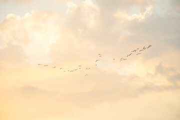 birds flying isolated on sky. Wildlife Animal