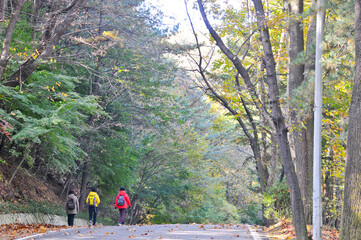 SEOUL, SOUTH KOREA - OCTOBER 24, 2022: Three Korean explorers hike to the deep forest mountain in Seoul Grand Park forest in Autumn morning.
