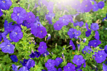 Blooming petunia in the garden on spring. 