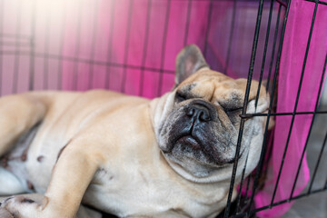 French bulldog sleeping against the metal cage.