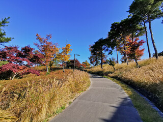 SEOUL, SOUTH KOREA - OCTOBER 26, 2022: Small road along Orange and yellow leaves of beautiful Foliage in Autumn season of Namsan Mountain Park.
