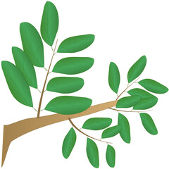 illustration of branch with green leaves 