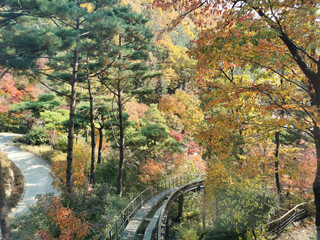 Fototapeta na wymiar Hwadam Forest Botanic Garden small shuttle train car metal railway to Red Orange maple leaves trees in deep forest with beautiful colourful Autumn foliage trees scenery.