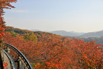 Hwadam Forest Botanic Garden small shuttle train car metal railway to Red Orange maple leaves trees in deep forest with beautiful colourful Autumn foliage trees scenery.