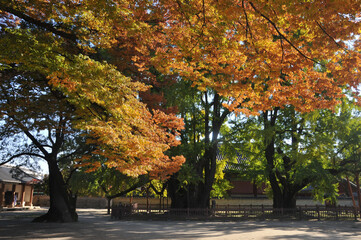 SEOUL, SOUTH KOREA - OCTOBER 24, 2022: Great grand Ginkgo tree and main ground of Sungkyunkwan University in Autumn with foliage trees