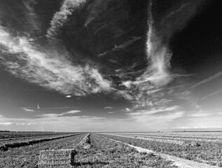 Black and white fine art picture of cut and partially baled alfalfa field under cirrus clouds in the Central Valley of California just outside of Bakersfield California United States