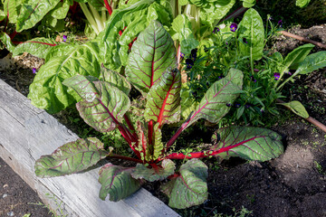 Small cultivation of romaine lettuce in the field.