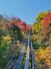 Hwadam Forest Botanic Garden small shuttle train car metal railway to Red Orange maple leaves trees in deep forest with beautiful colourful Autumn foliage trees scenery.
