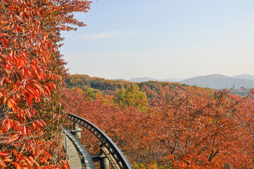 Hwadam Forest Botanic Garden small shuttle train car metal railway to Red Orange maple leaves trees in deep forest with beautiful colourful Autumn foliage trees scenery.