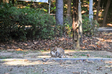 Wild fat cat stands and looks in the forest of Seoul, South Korea