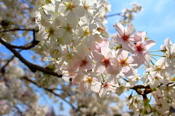 Obraz premium 美しい桜の花びらのアップ