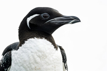 Obraz premium a close up of a penguin with a white and black face