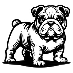 bulldog perancis dog pet in line art cartoon outline illustration, isolated on transparent background