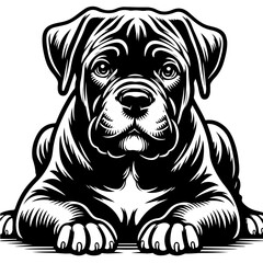 cane curso dog pet in line art cartoon outline illustration, isolated on transparent background