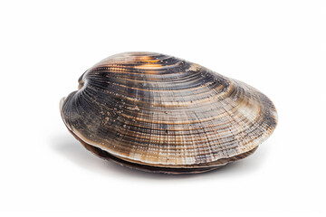 a clam shell on a white surface