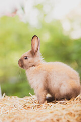 cute animal pet rabbit or bunny white or brown color smiling and laughing with copy space for easter in natural background for easter celebration - 760252363