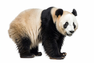 a panda bear standing on a white surface
