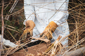 beekeeper